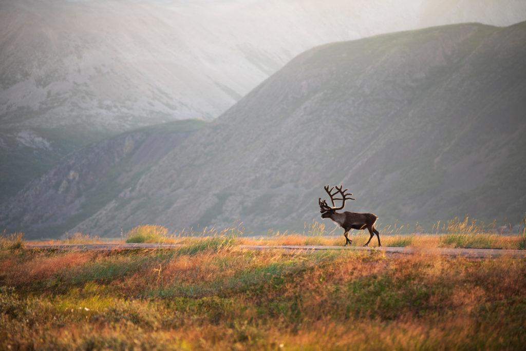 Reindeer with antlers in idyllic mountain landscape. Finnmark, Varanger peninsula, Norway